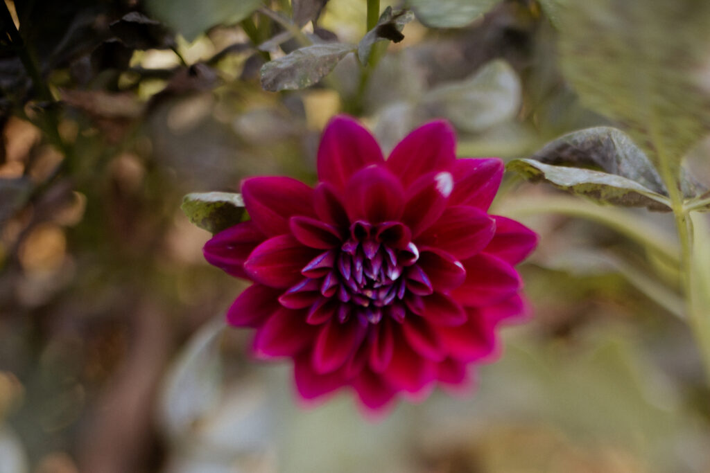 a close up of a flower using freelensing photography.
