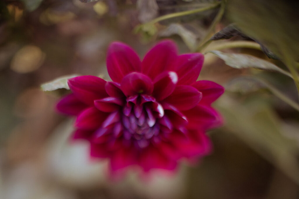 a close up of a flower using freelensing photography
